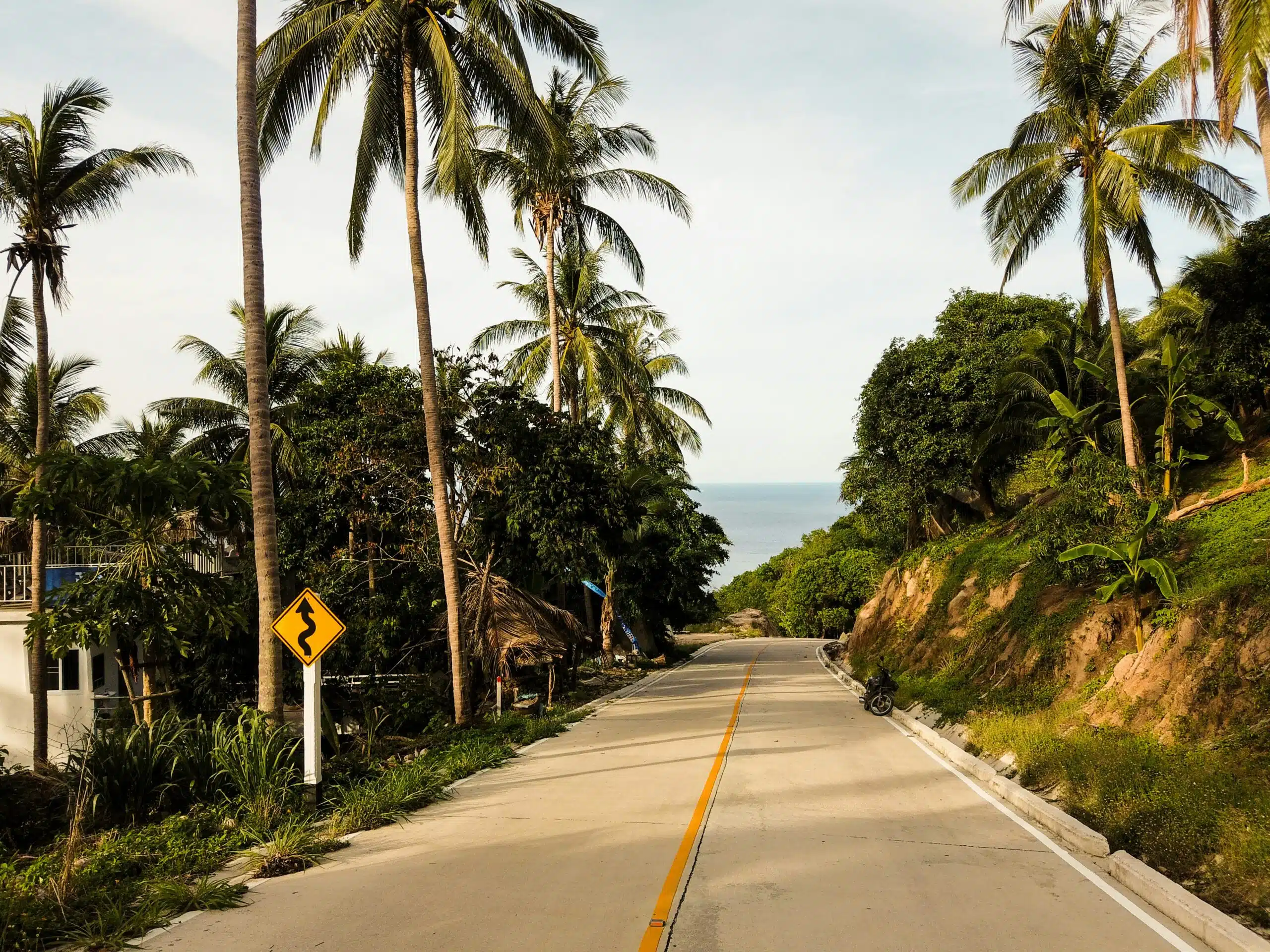 A coastal road lined with tall palm trees and lush greenery leads towards the ocean, reminiscent of the scenic drives to Koh Tao. A winding road sign stands on the left under a clear blue sky, inviting you to explore during the best time to visit.